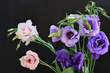 Pembe ve mor Eustoma çiçekleri kapanıyor. 