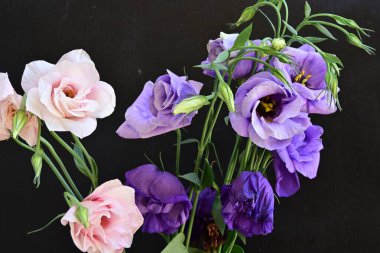 Pembe ve mor Eustoma çiçekleri kapanıyor. 