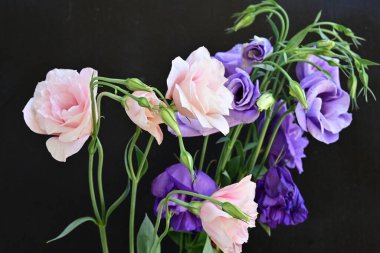Pembe ve mor Eustoma çiçekleri kapanıyor. 