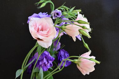 Pembe ve mor Eustoma çiçekleri kapanıyor. 