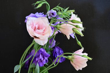 Pembe ve mor Eustoma çiçekleri kapanıyor. 