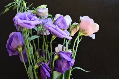 Siyah arkaplanda pembe, beyaz ve mor Eustoma çiçekleri 