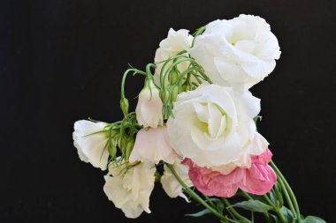 Siyah arkaplanda pembe ve beyaz Eustoma çiçeklerini kapat 