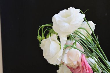 Siyah arkaplanda pembe ve beyaz Eustoma çiçeklerini kapat 