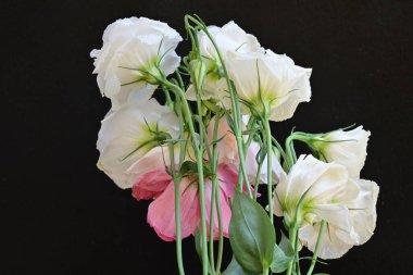Siyah arkaplanda pembe ve beyaz Eustoma çiçeklerini kapat 