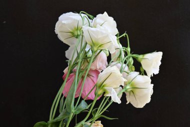 Siyah arkaplanda pembe ve beyaz Eustoma çiçeklerini kapat 