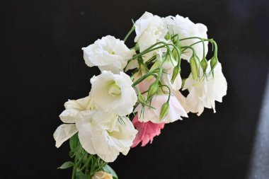 Siyah arkaplanda pembe ve beyaz Eustoma çiçeklerini kapat 