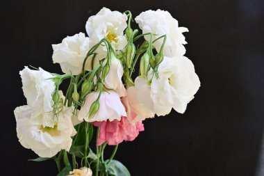 Siyah arkaplanda pembe ve beyaz Eustoma çiçeklerini kapat 