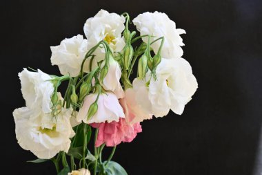 Siyah arkaplanda pembe ve beyaz Eustoma çiçeklerini kapat 