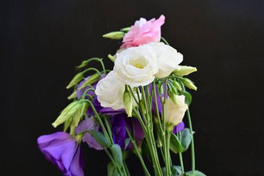 Siyah arkaplanda pembe, beyaz ve mor Eustoma çiçekleri 