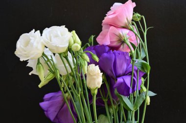 Siyah arkaplanda pembe, beyaz ve mor Eustoma çiçekleri 