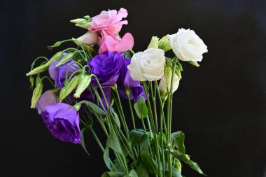 Siyah arkaplanda pembe, beyaz ve mor Eustoma çiçekleri 