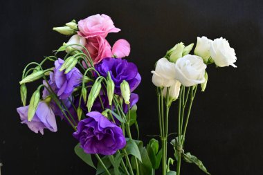 Siyah arkaplanda pembe, beyaz ve mor Eustoma çiçekleri 