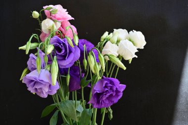 Siyah arkaplanda pembe, beyaz ve mor Eustoma çiçekleri 