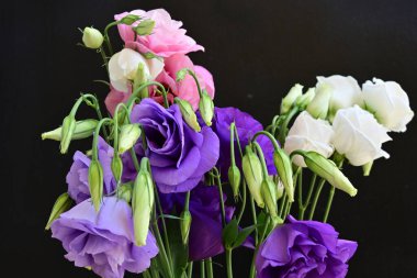 Siyah arkaplanda pembe, beyaz ve mor Eustoma çiçekleri 