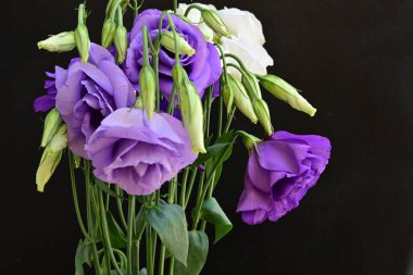 Mor Eustoma çiçeklerini kapayın. 