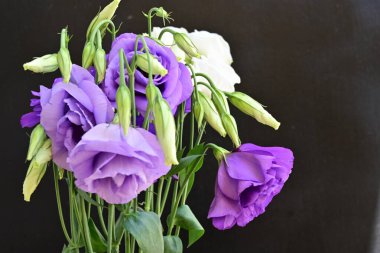 Mor Eustoma çiçeklerini kapayın. 