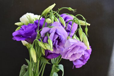 Mor Eustoma çiçeklerini kapayın. 