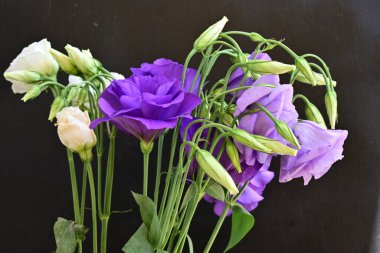 Mor Eustoma çiçeklerini kapayın. 