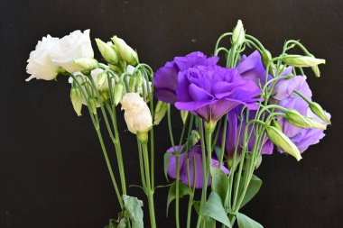 Mor Eustoma çiçeklerini kapayın. 