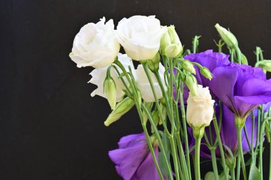 Mor Eustoma çiçeklerini kapayın. 