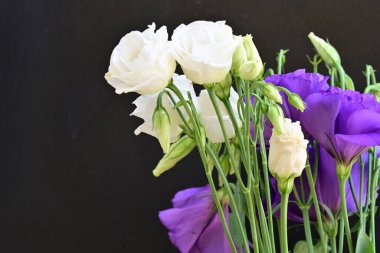 Mor Eustoma çiçeklerini kapayın. 