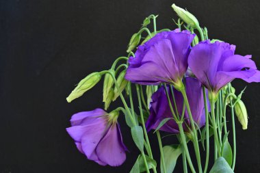 Güzel mor Eustoma çiçekleri, çiçek konsepti...