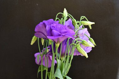 Güzel mor Eustoma çiçekleri, çiçek konsepti...