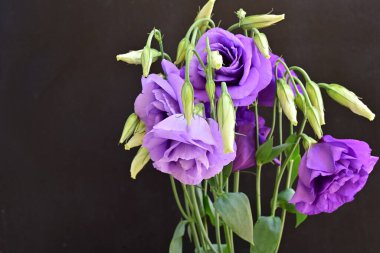 Güzel mor Eustoma çiçekleri, çiçek konsepti...
