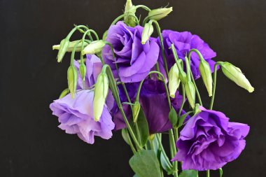 Güzel mor Eustoma çiçekleri, çiçek konsepti...