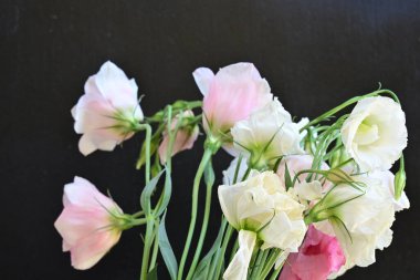 Siyah arkaplanda pembe ve beyaz Eustoma çiçeklerini kapat 
