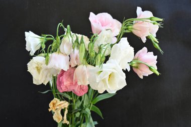 Beyaz ve pembe Eustoma çiçekleri. 