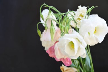 Beyaz ve pembe Eustoma çiçekleri. 