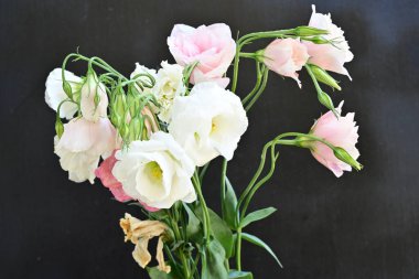 Beyaz ve pembe Eustoma çiçekleri. 