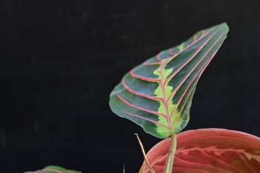 Siyah zemin üzerine yeşil tropikal yaprak 