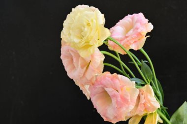 Koyu arkaplanda güzel çiçekler, yaz konsepti, yakın manzara