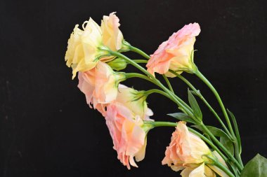 Koyu arkaplanda güzel çiçekler, yaz konsepti, yakın manzara