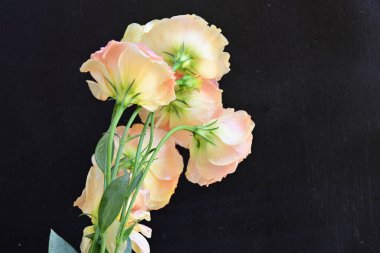 Koyu arkaplanda güzel çiçekler, yaz konsepti, yakın manzara