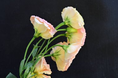 Koyu arka plan üzerinde taze çiçekler