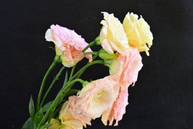 Siyah arka planda güzel bir buket gül.