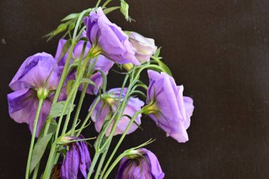 Güzel botanik fotoğrafı, doğal duvar kağıdı.