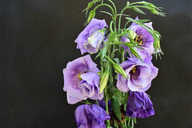 metin için yeri olan koyu bir arkaplanda mor iris.