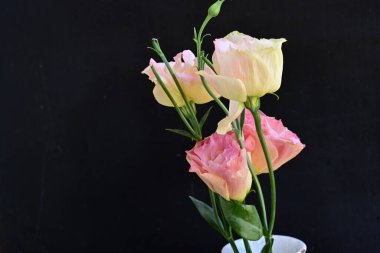 pembe ve beyaz siyah bir arka plan üzerinde gül