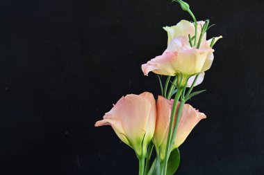 Siyah arka planda güzel bir buket çiçek.