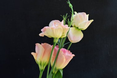 Siyah arka planda taze pembe laleler