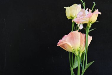 Koyu arkaplanda güzel çiçekler, yaz konsepti, yakın manzara