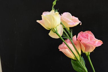 Siyah arka planda taze pembe laleler.