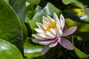 Nilüferler gölette