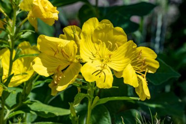 Bahçedeki çiçeklere yoğun bir şekilde odaklan..