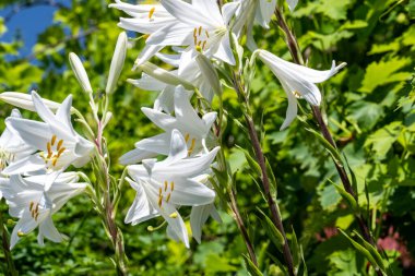Bahçedeki çiçeklere yoğun bir şekilde odaklan..